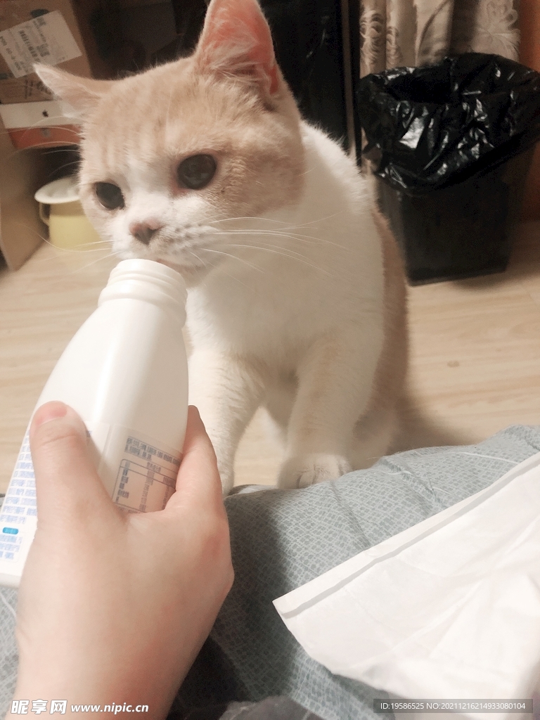 喝酸奶的猫