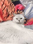 可爱猫