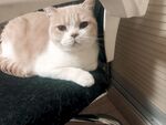 看着你的猫