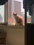窗台上的猫