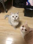 两只猫