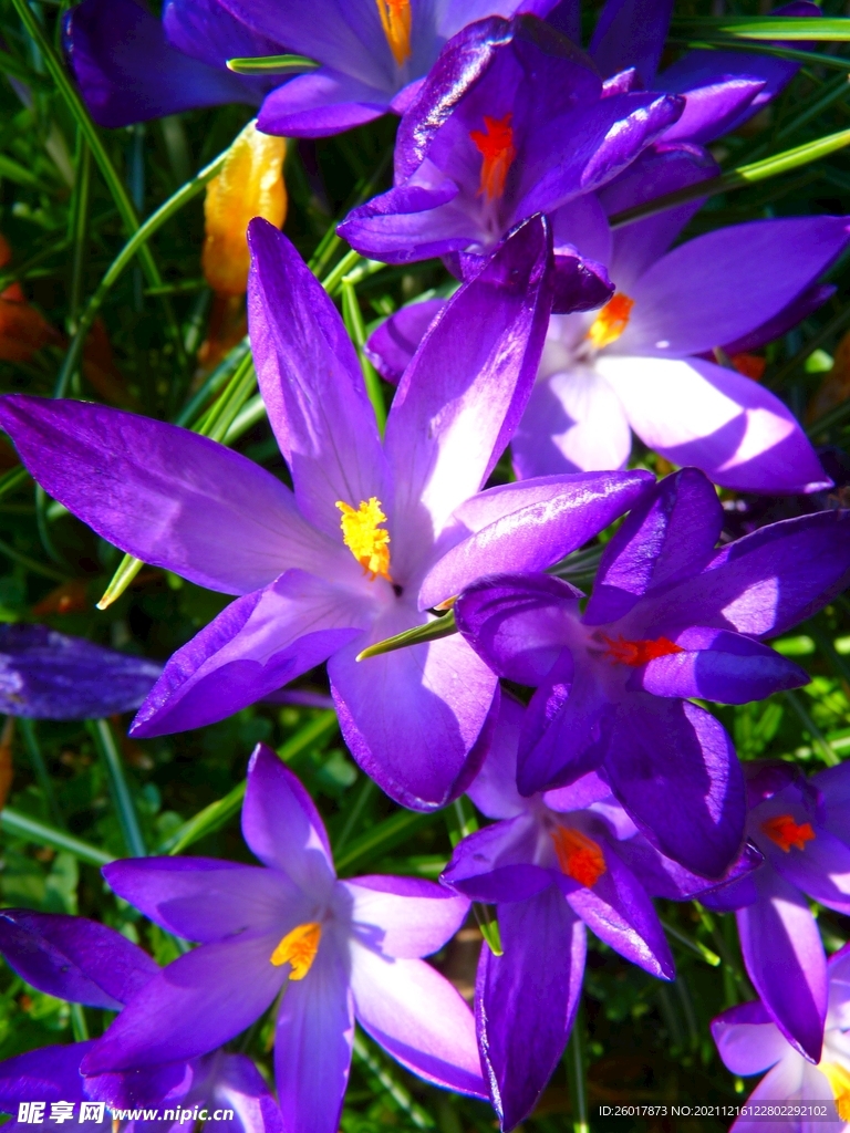 紫黄花瓣花