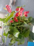 红掌花