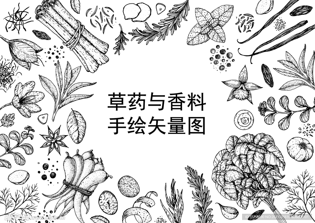 草药与香料矢量图