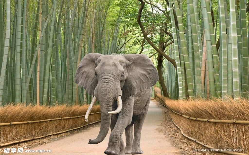 竹林中的大象