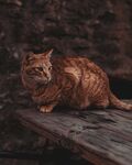 猫咪