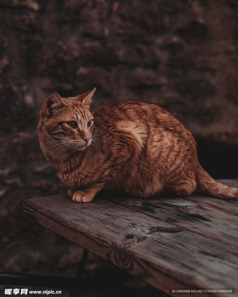 猫咪
