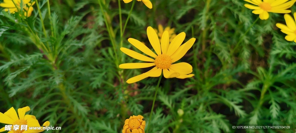 黄金菊花卉