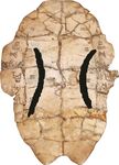 甲骨文数字8