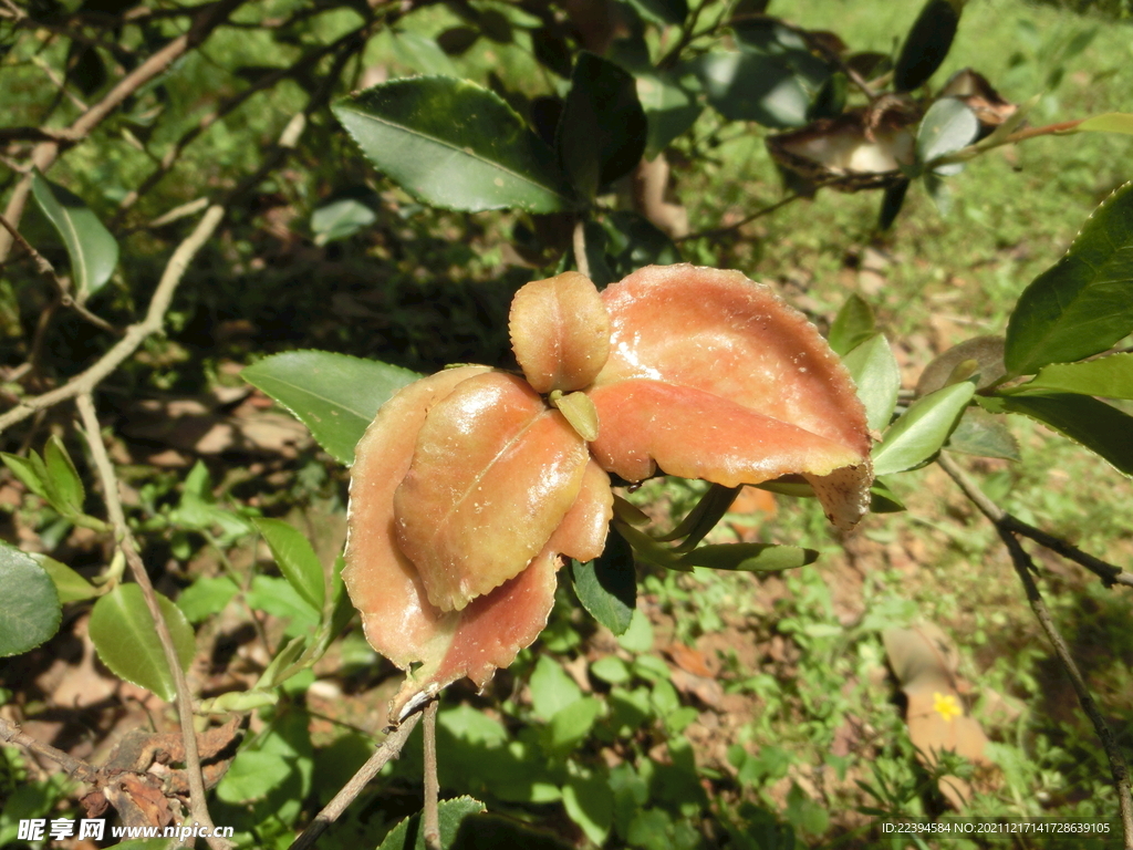 油茶树茶片