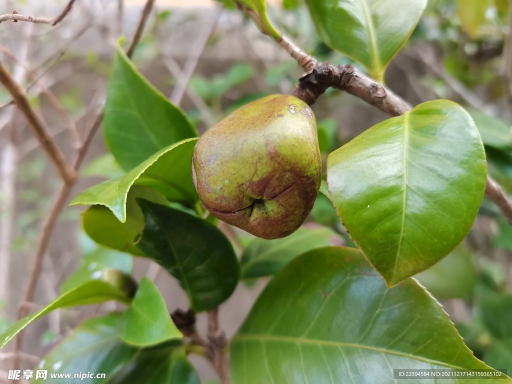 茶花种子