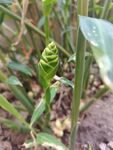 生姜花苞