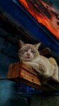 猫