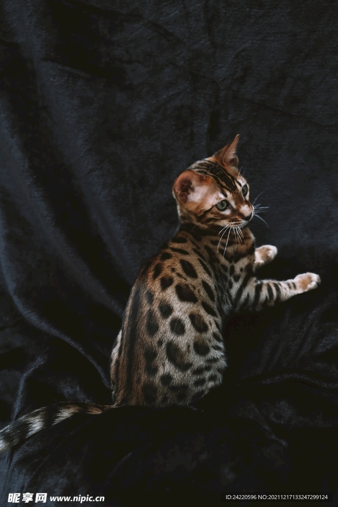 猫