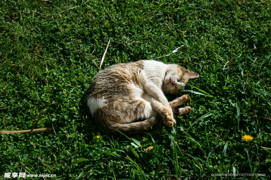 猫