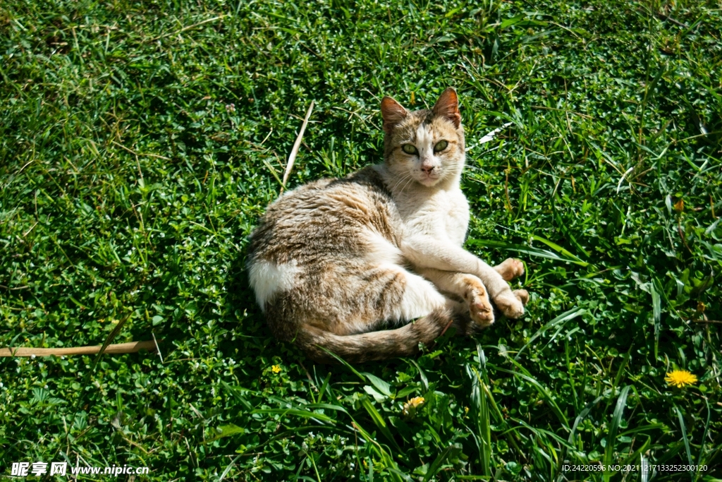 猫