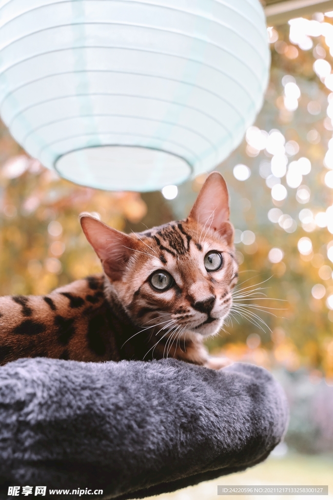 猫