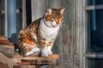 猫