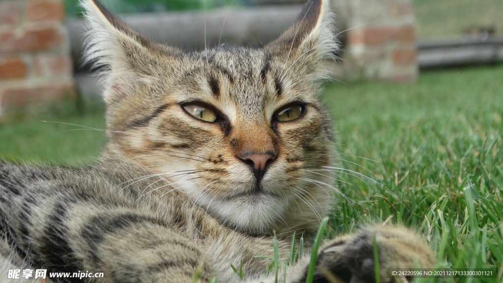 猫