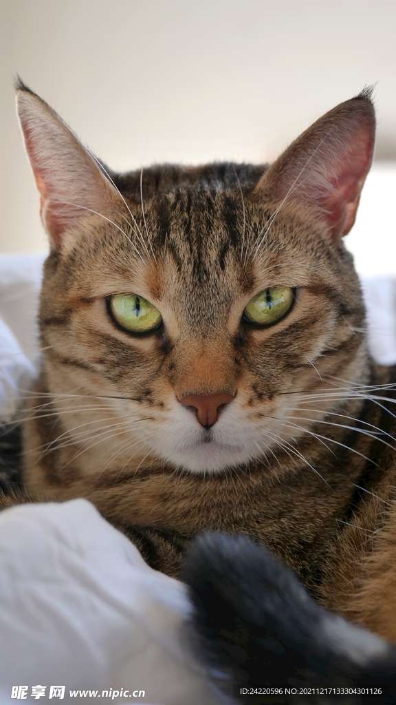 猫