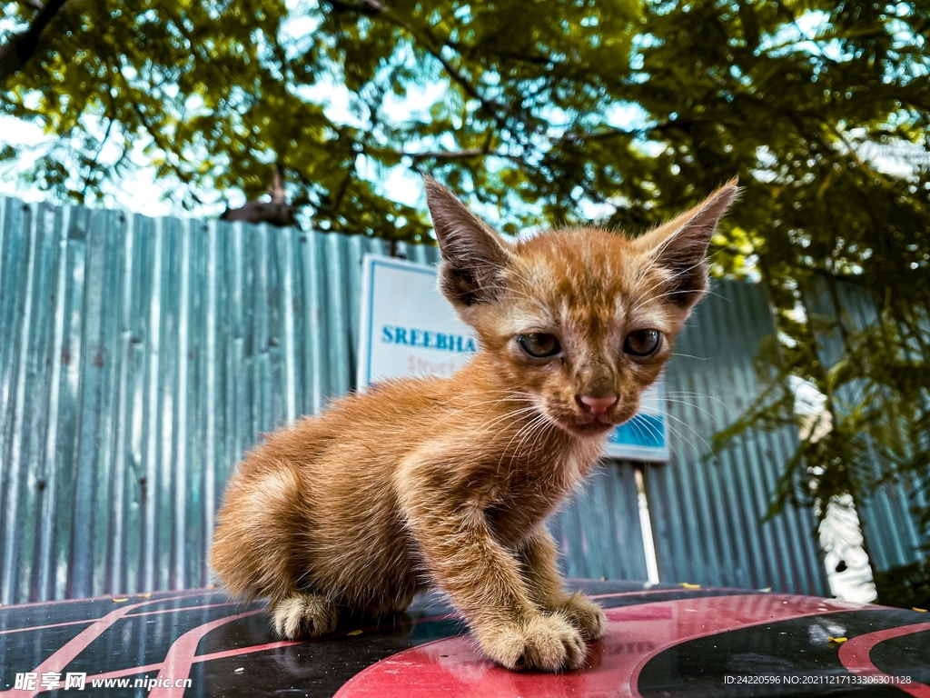 猫