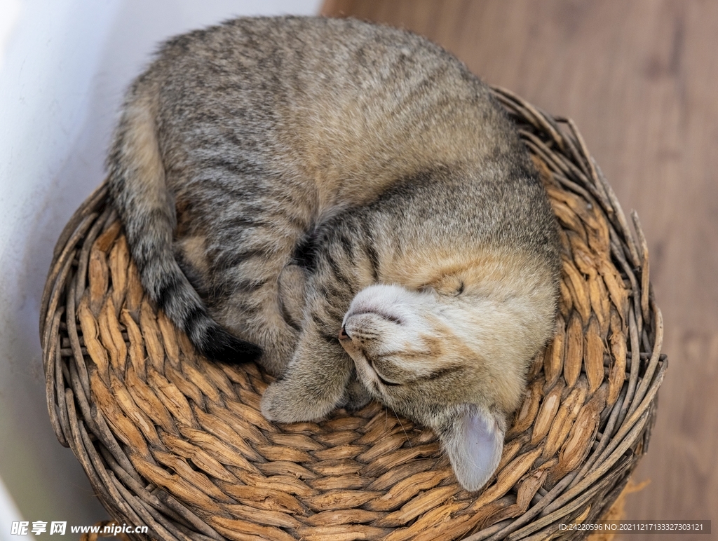 猫