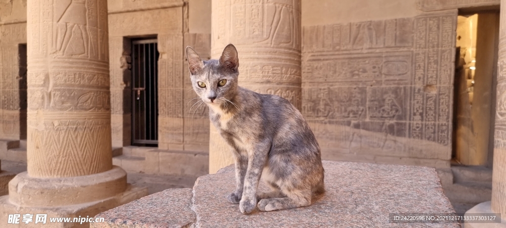 猫