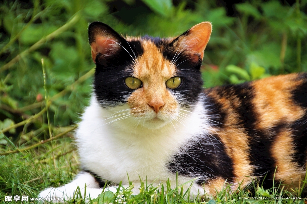 猫