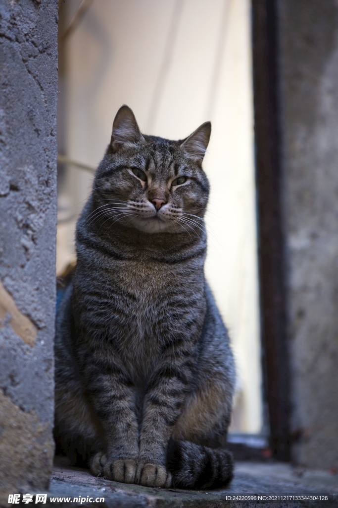 猫
