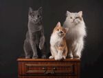 猫