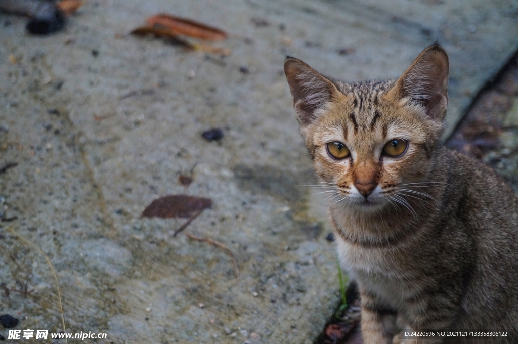 猫