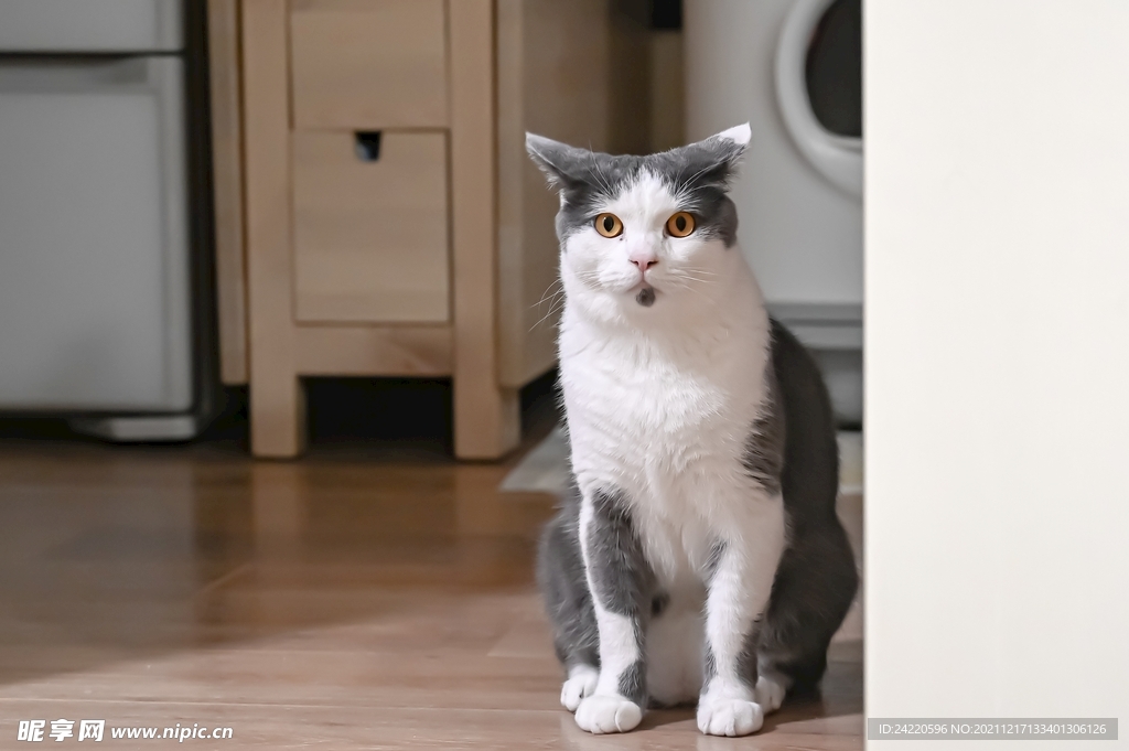 猫