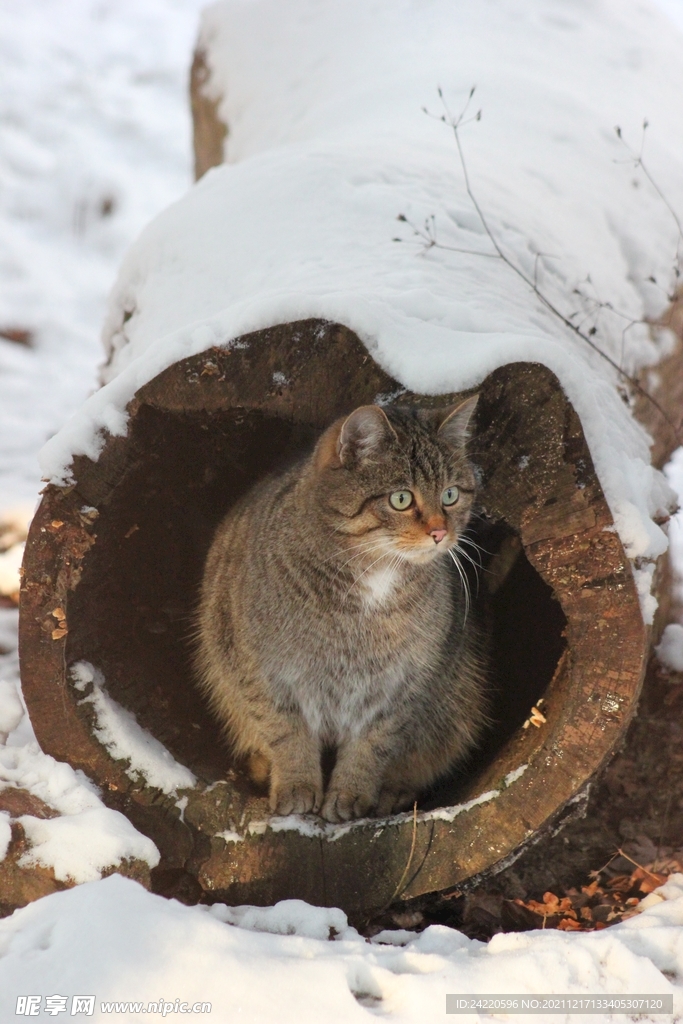 猫