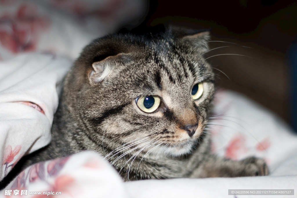 猫