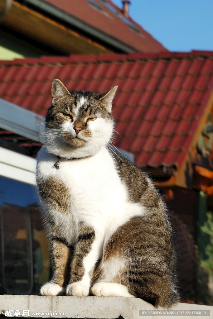 猫