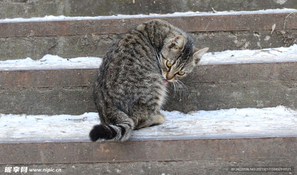 猫