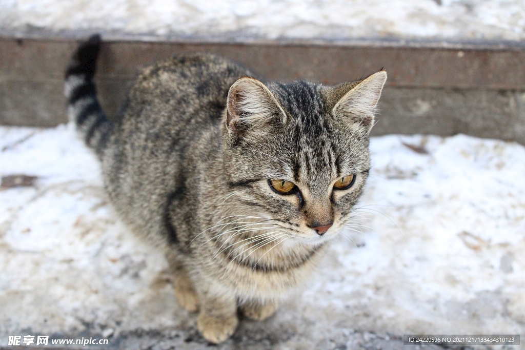 猫