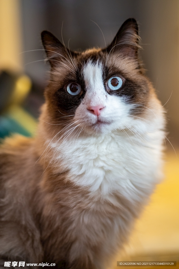 猫