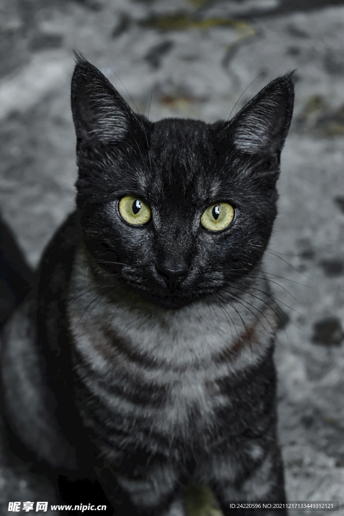 猫
