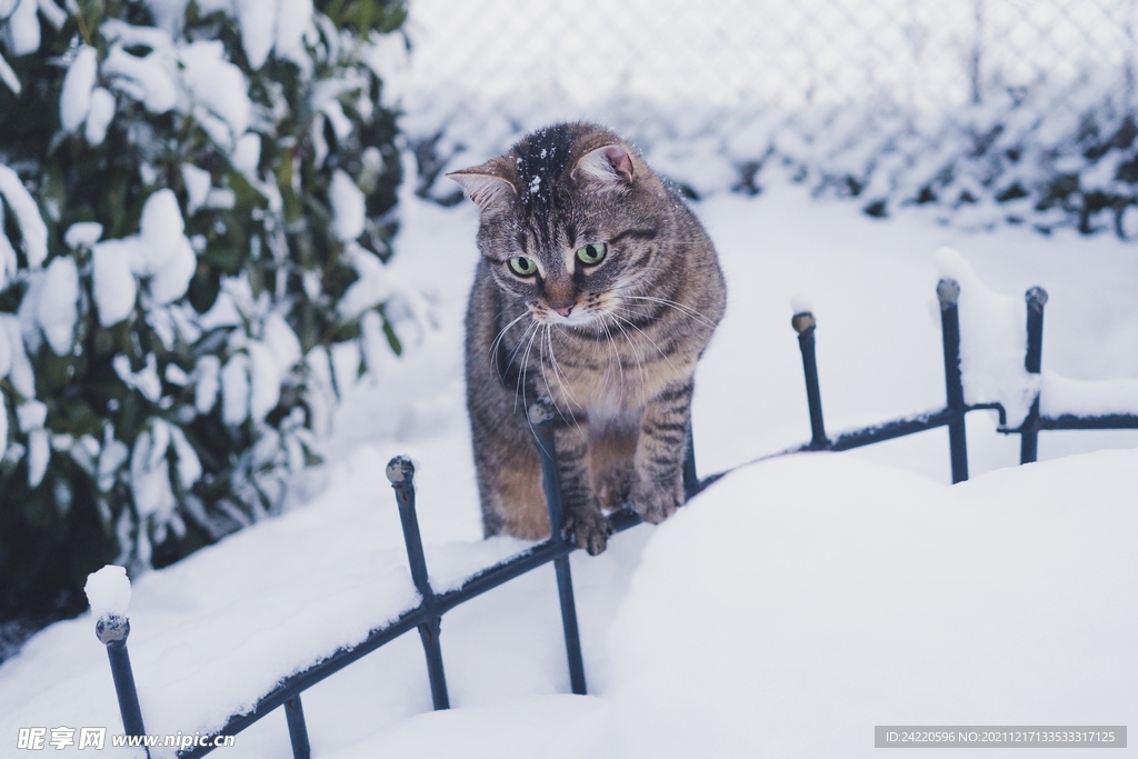 猫