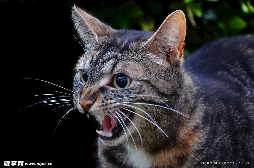 猫