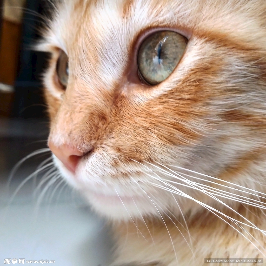 猫