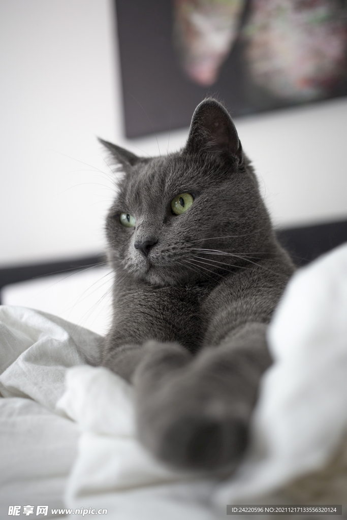 猫
