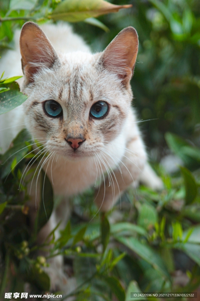 猫