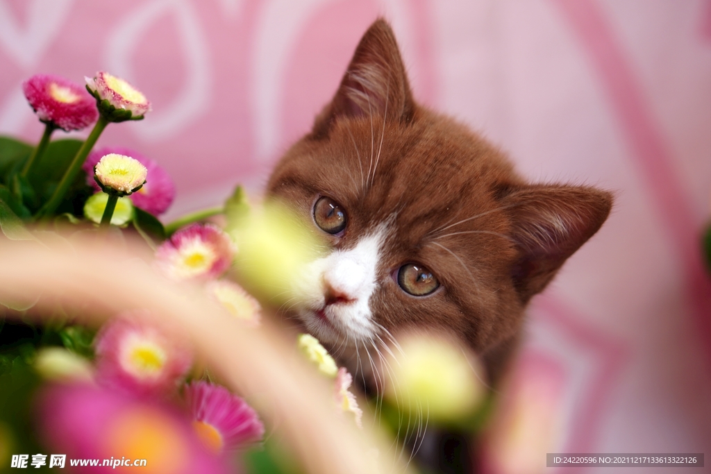 猫
