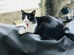 猫
