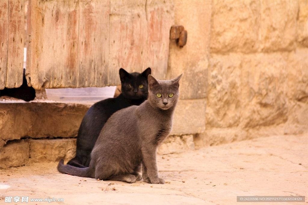 猫