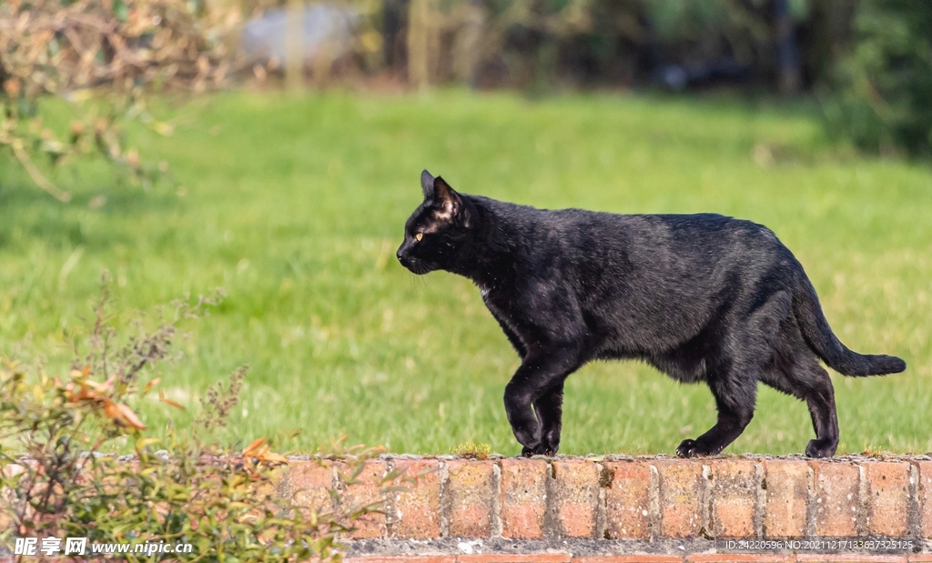 猫