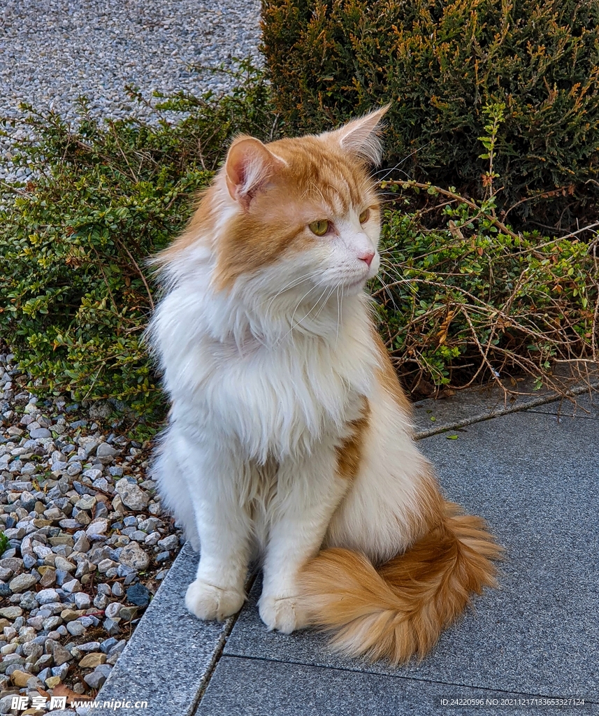 猫
