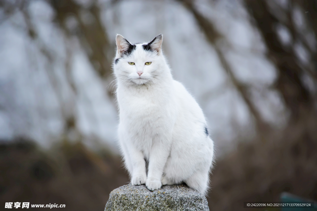 猫